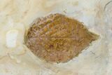 Fossil Sycamore And Hackberry Leaves - Montana #113180-2